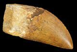 Carcharodontosaurus Tooth - Excellent Serrations! #99805-1